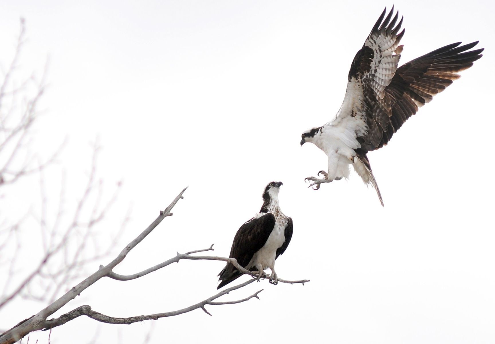 Osprey pair